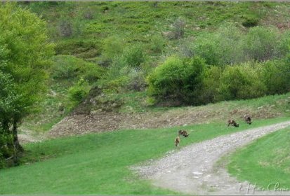 ... recontre avec des mouflons.