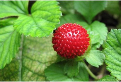 Fraise des bois