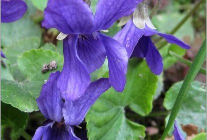 violettes