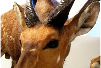 Antilope