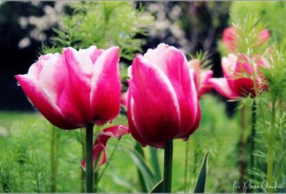 tulipes