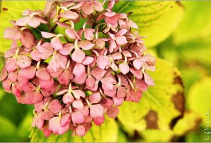 Hortensia
