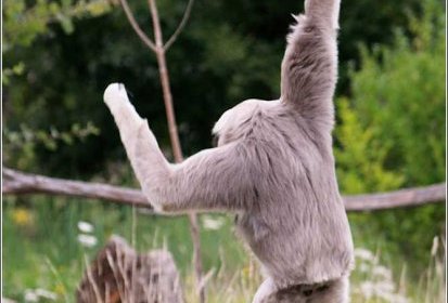Gibbon à bonnet