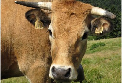 vaches,...