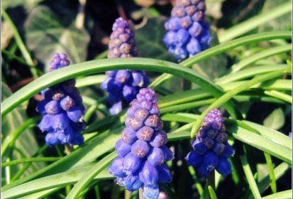 Muscari