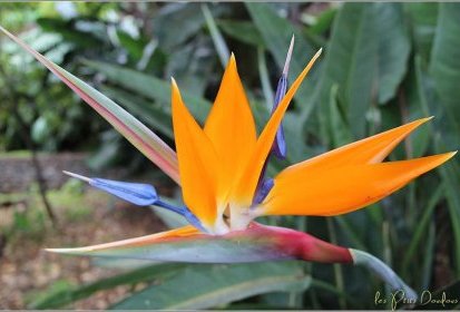 Oiseau du Paradis (Strelitzia reginae)