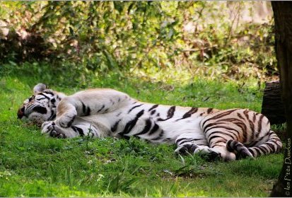 Tigre