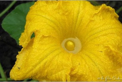 abreuvoir fleur de citrouille