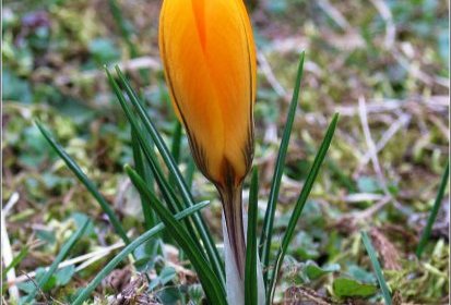 Crocus