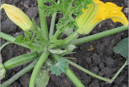 Courgette