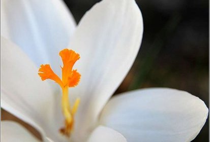 Crocus