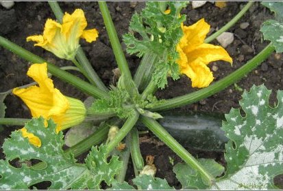 Courgette