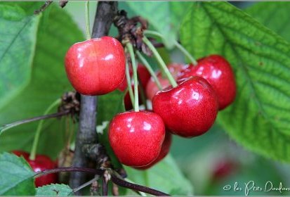 Cerises