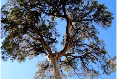 Buçaco - eucalyptus