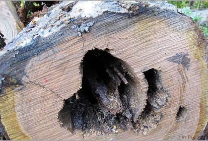 ... des grumes.