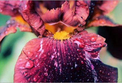 Iris