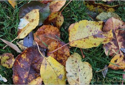 Les feuilles mortes se ramassent à la pelle...