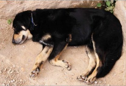 Chien à Epidaure