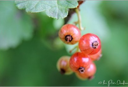 Groseilles