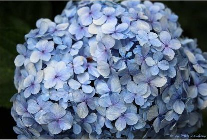 Madère - Hortensia