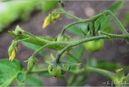 tomates