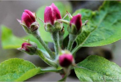 Fleurs de pommier