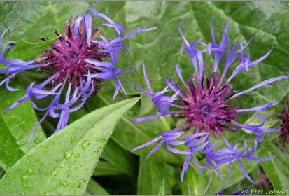 Premières fleurs de bleuet