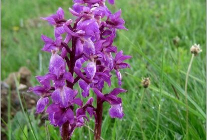 Orchis mascula