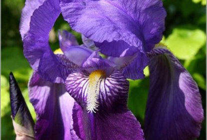 Iris "classique"