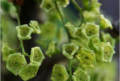 Fleurs de groseiller