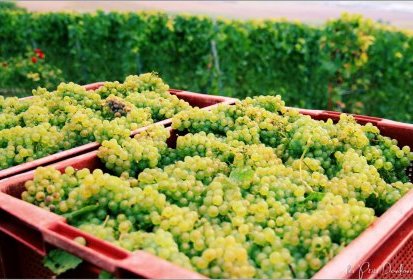 le temps des vendanges