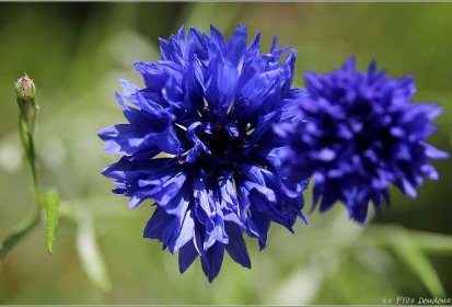 Bleuets