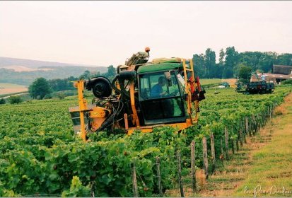 le temps des vendanges
