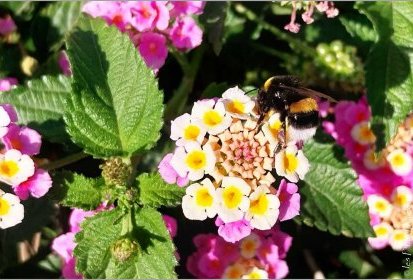 Poros - Bourdon sur une fleur de lantana