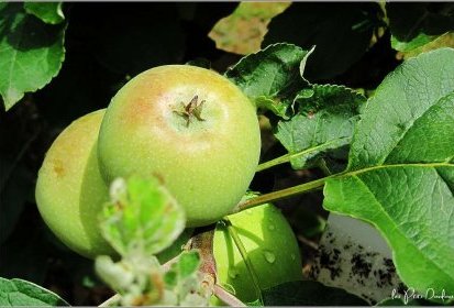Pommes "Transparentes de Croncels"