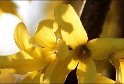 Forsythia