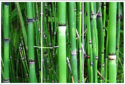 Prêle d'hiver ou Prêle du Japon (Equisetum hyemale)