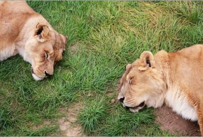 Lions