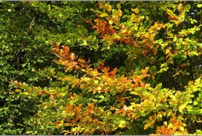 Premières couleurs d'automne