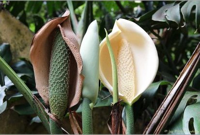 Madère - Faux philodendron (Monstera deliciosa) - fruit comestible