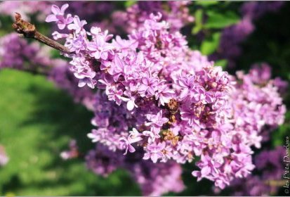 Lilas - syringa chinensis duplex