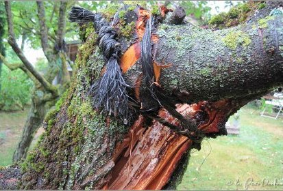 branches maintenues par une corde