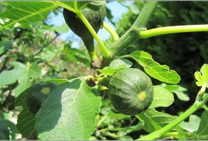 Figues