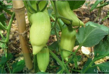 Tomates cornues