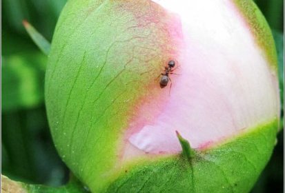 Pivoine... et fourmi