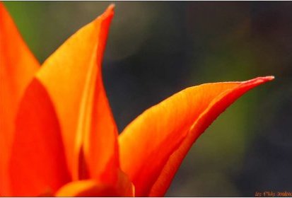 Tulipe