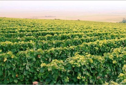 Paysage de Champagne