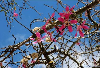 Madère - Ceiba speciosa (kapokier)