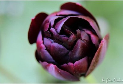 Tulipe noire