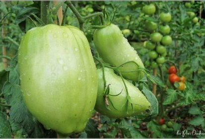 Tomates - Andine cornue